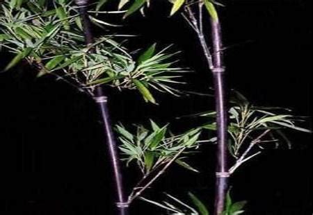 世界上最少的星座 紫竹盆栽